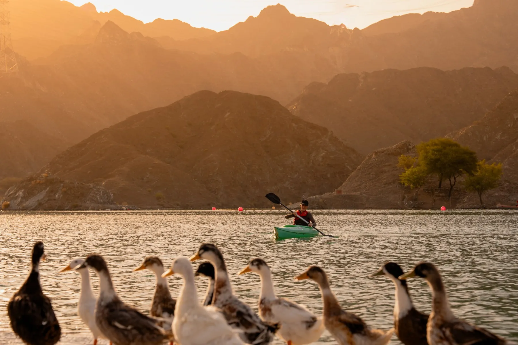 Ducks at a mountain lake at golden hour